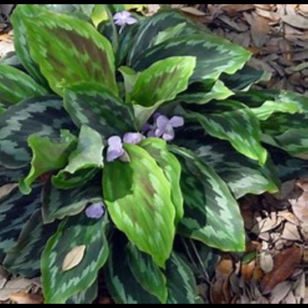 Peacock Ginger Plant with Purple Flowers - Live